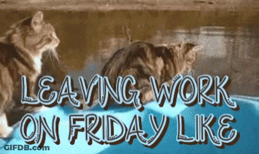 Friday Work Meme Cat Jumping Into Water GIF