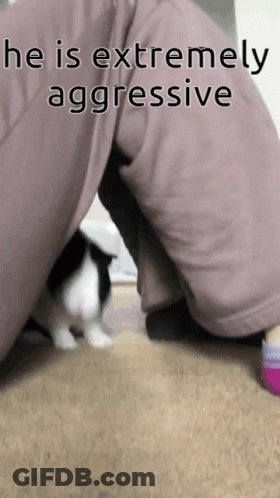 Fried Egg Being Cut With Knife GIF