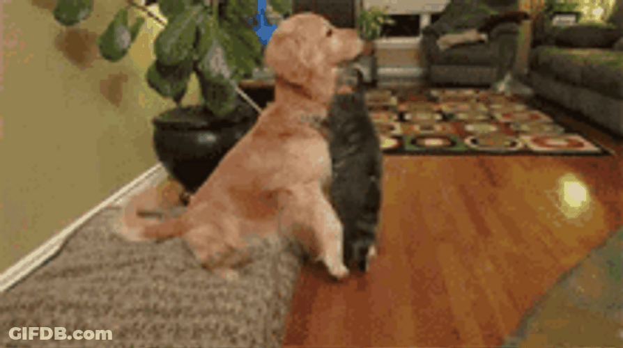 Friendly Cat And Dog Hug GIF