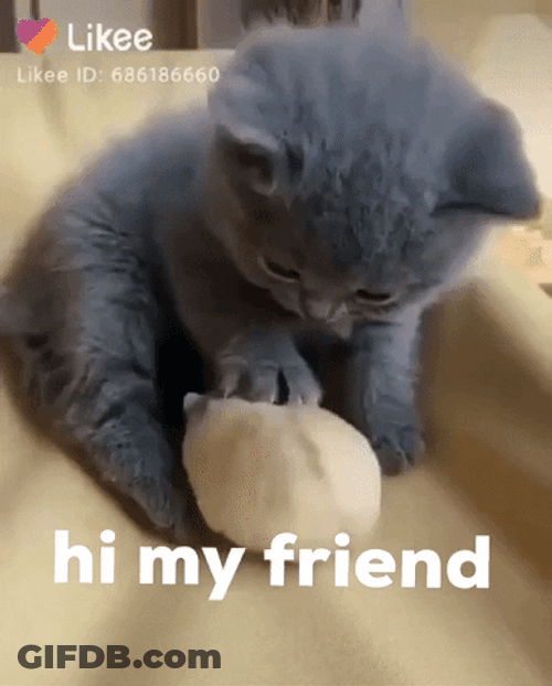 Friendly Cat Cute Animal GIF