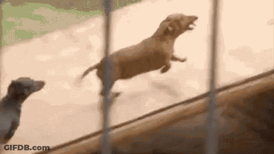 Friendly Lion Playing GIF