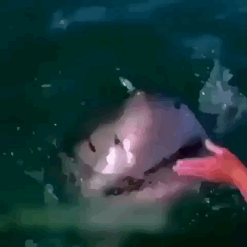 Friendly Sharks Big Jaws GIF