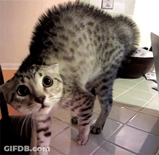 Frightened Scared Cat Goosebumps GIF