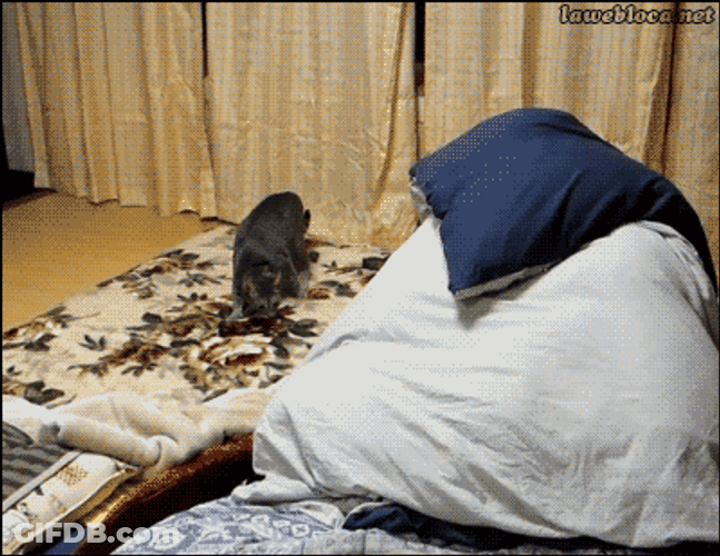 Frightened Scared Cat Prank GIF
