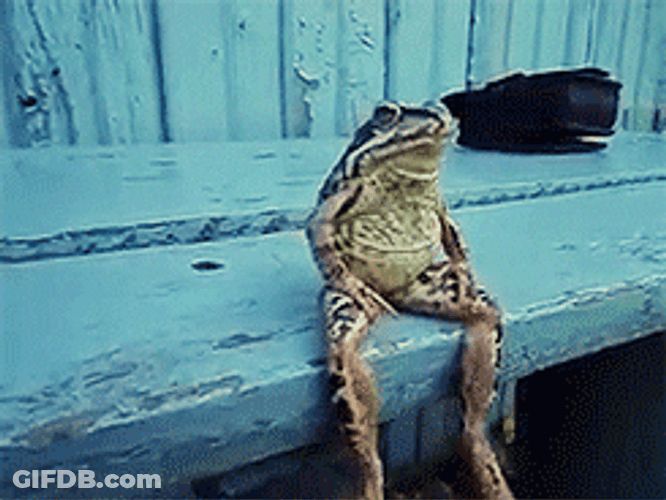 Frog Animal Sitting GIF