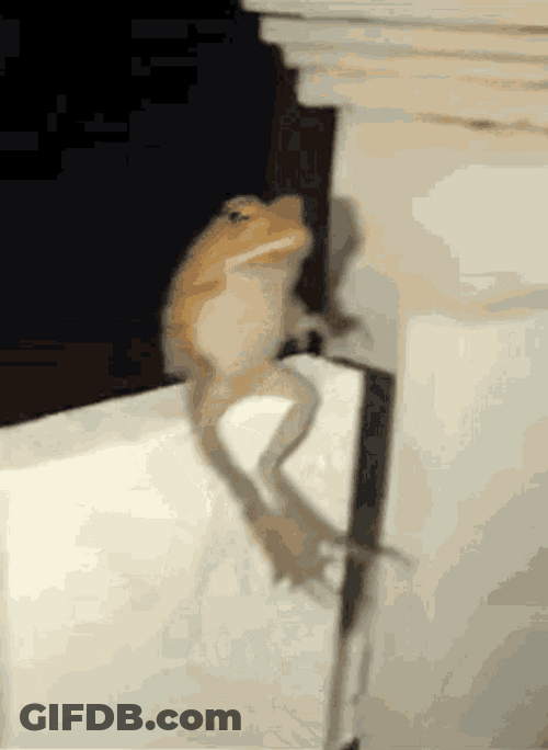 Frog Back Flip GIF