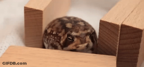 Frog Between Two Wooden Blocks Looking At Camera GIF