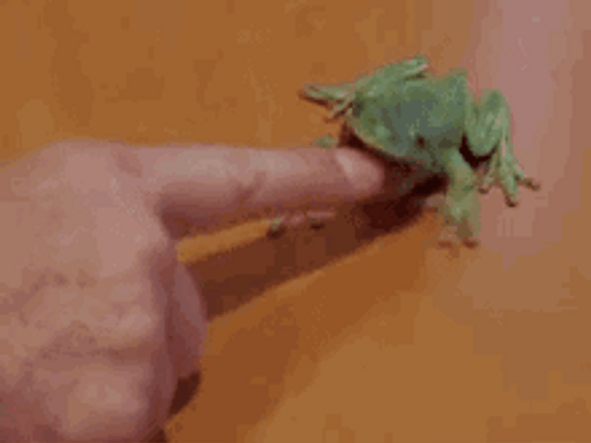 Frog Bite Attack GIF