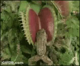 Frog Crawl GIF