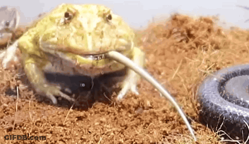 Frog Drinking Water From Hose GIF