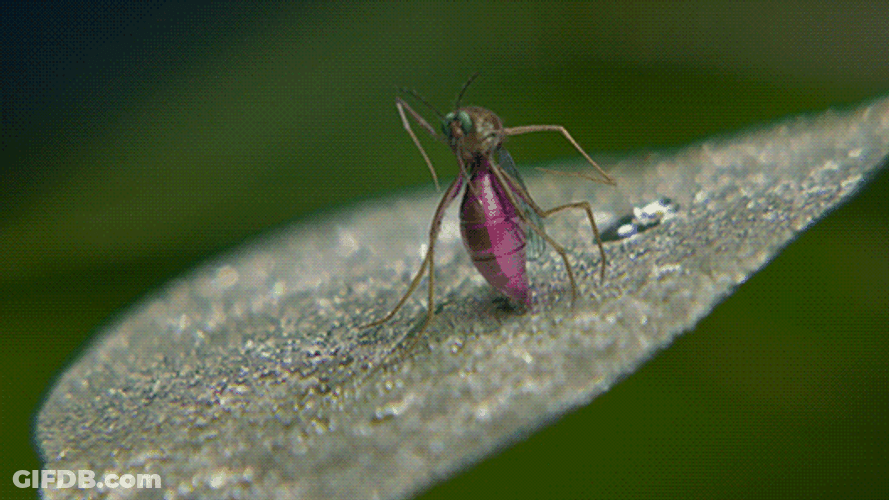 Frog Eat Mosquito GIF