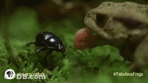 Frog Eating Bug With Tongue Hanging Out GIF