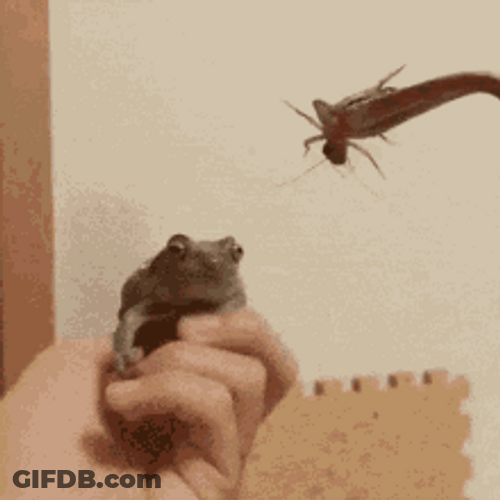 Frog Fail Eating GIF