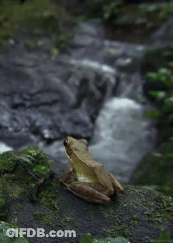 Frog From Http://Headlikeanorange.Tumblr.Com/ GIF