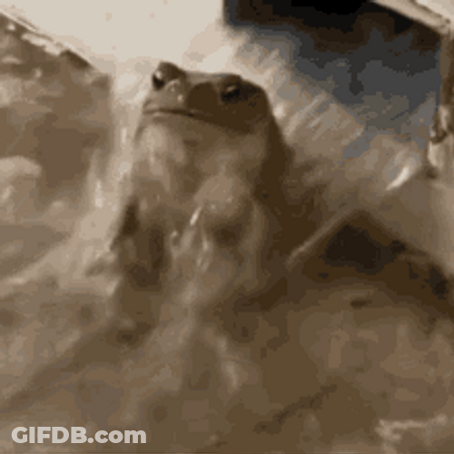 Frog Hard Shower GIF