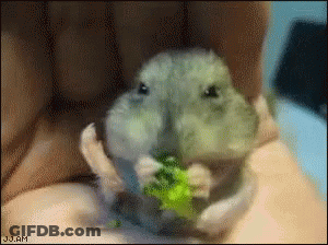 Frog Held In Hand With Jj.am GIF