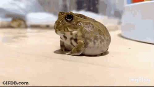 Frog In Water Holy Fruits GIF