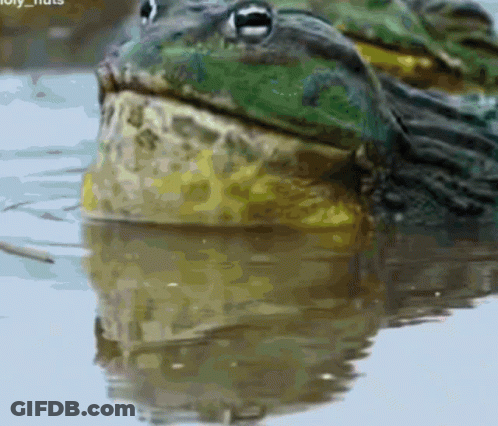Frog In Water Saying Holy Fruits GIF
