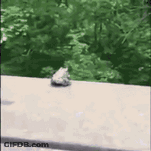 Frog Jumping Off From A Building GIF