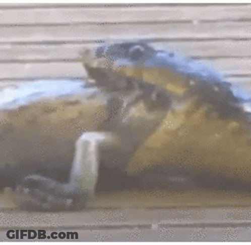 Frog Laying On Wooden Surface GIF