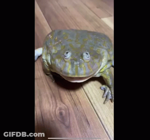 Frog Looking At Camera GIF