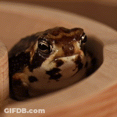 Frog Looking Out Of Hole GIF