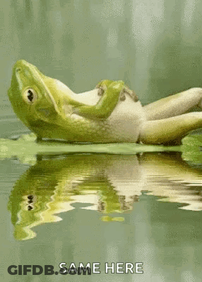 Frog Lying On Lily Pad Reflection GIF
