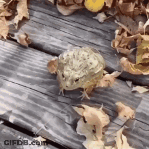Frog Meme Funny Jump Fall Epic Fail GIF