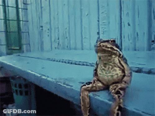 Frog On Blue Bench Looking At Camera GIF