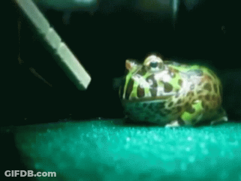 Frog On Green Surface In Water GIF