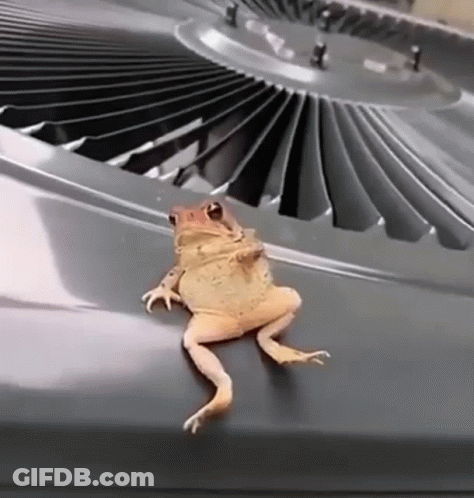 Frog On Hood Of Air Conditioning Unit GIF