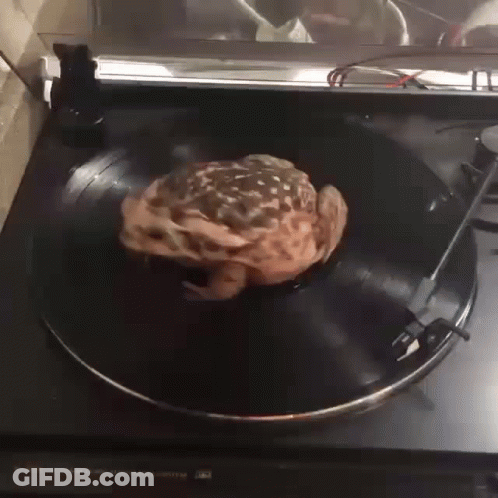 Frog On Turntable Record S-430 GIF