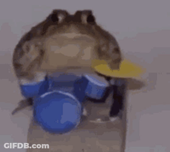 Frog Playing Drums GIF