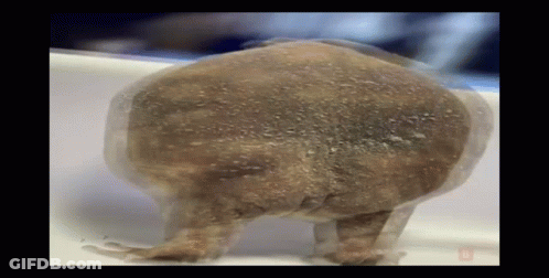 Frog's Back Close-Up GIF