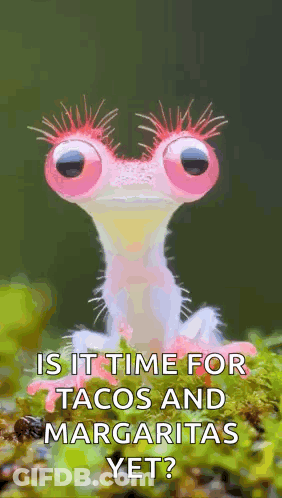 Frog Saying Is It Time For Tacos And Margaritas Yet GIF