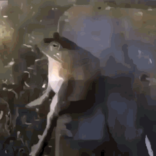 Frog Sit Sitting Frog GIF