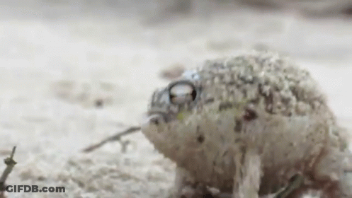 Frog Sitting GIF