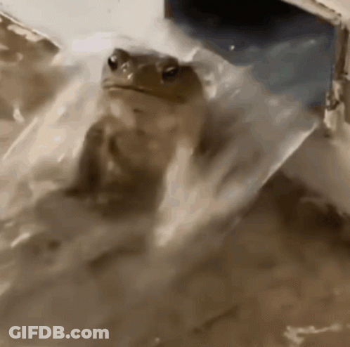 Frog Sitting In Bucket Of Water GIF