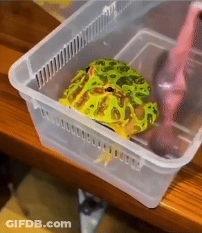 Frog Sitting In Plastic Container GIF