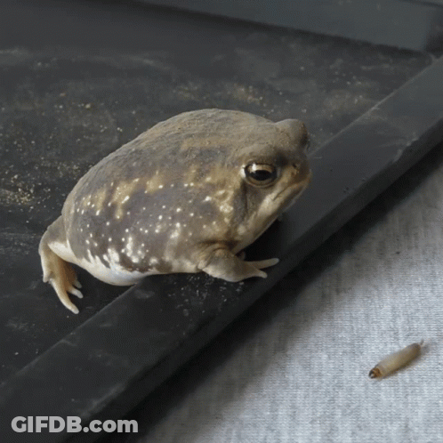 Frog Sitting Next To Small Bug GIF