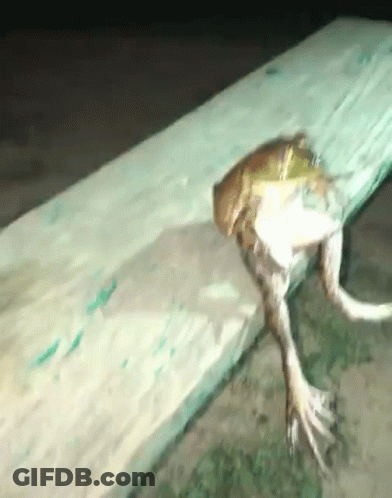 Frog Sitting On Rock In Pond GIF