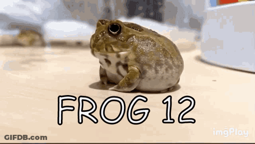 Frog Sitting On Table With Frog 12 GIF