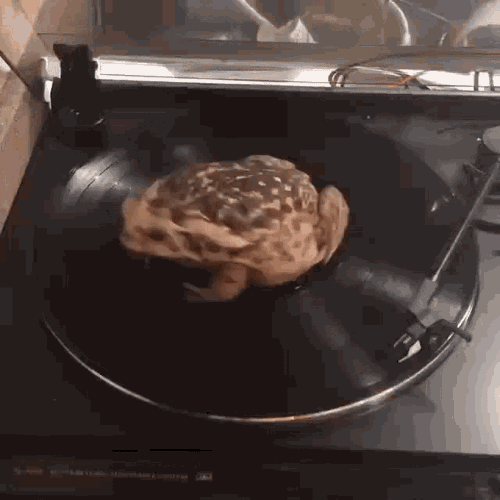Frog Spinning GIF