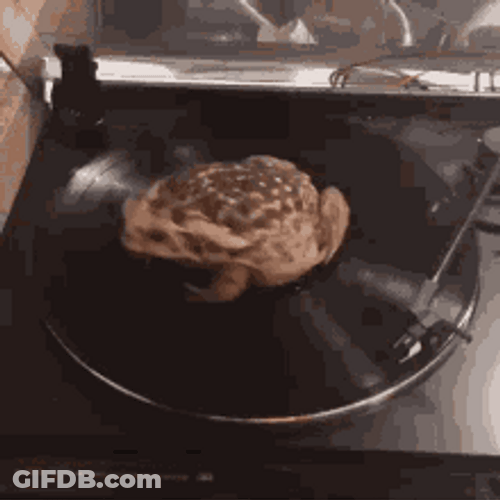 Frog Spinning On Phonograph GIF