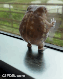 Frog Standing On Window Sill GIF
