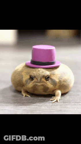 Frog Standing On Wooden Floor Looking At Camera GIF