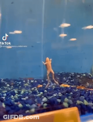 Frog Swimming In Fish Tank GIF