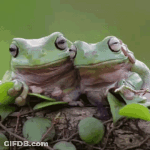 Frog Taekook Couple GIF