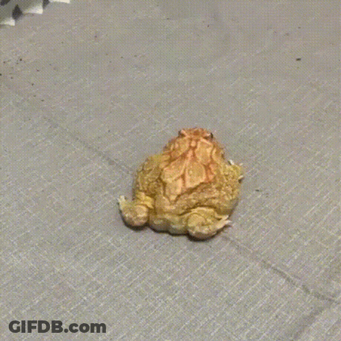 Frog Walking GIF