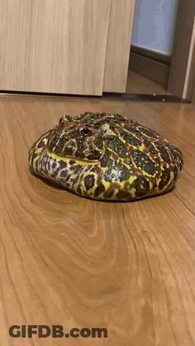 Frog Walking GIF